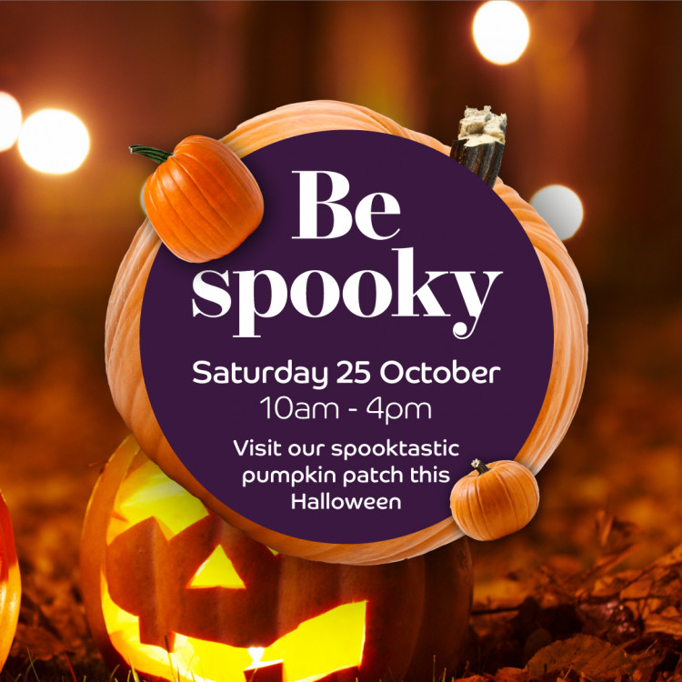 Be Spooky Pop Up Pumpkin Patch Be Spooky Pop Up Pumpkin Patch