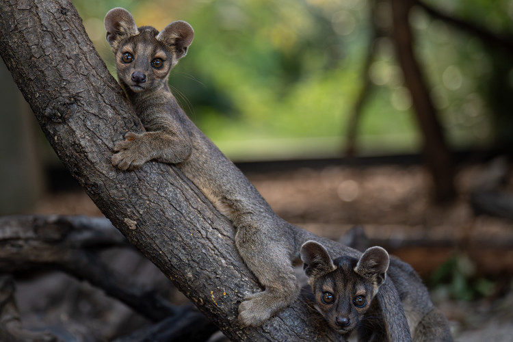 Fossa pups are born blind, weighing about 100g (Image via: Chester Zoo)