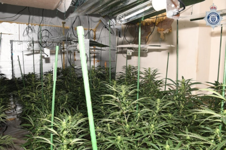 Around 500 cannabis plants were found at the property in Middlewich. (Photo: Cheshire Police)