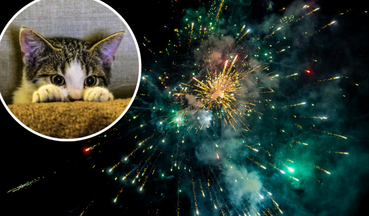 A Macclesfield veterinary hospital has shared tips for keeping your pets safe this firework season (Credit: Canva)