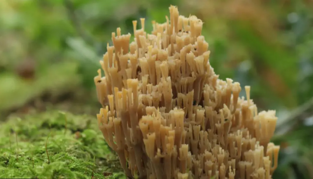 Rare candelabra coral fungus spotted by Ashby woman for first time in county (Photo: Tim Sexton, LRWT) Rare candelabra coral fungus spotted by Ashby woman for first time in county (Photo: Tim Sexton, LRWT)
