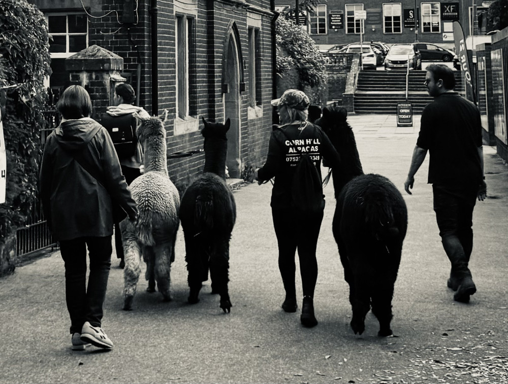 You never know what you’ll see in Hitchin You never know what you’ll see in Hitchin
