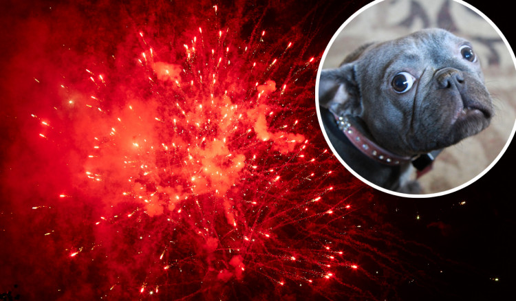 Congleton Veterinary Centre has shared some top tips for keeping your pets safe this firework season (Credit: Canva)
