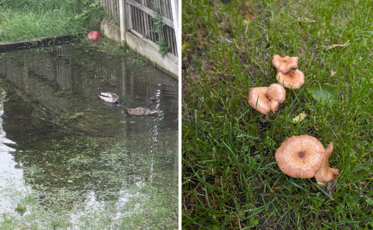 Stockport resident Lisa Conrad has said regular flooding is bringing unusual visitors to her garden - mushrooms and ducks (Images - Lisa Conrad)