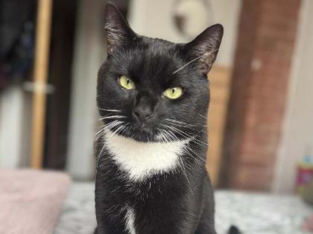 The RSPCA is urging people to consider adopting a rescue cat, amid an all-time high in numbers of moggies in the charity’s care. (Photo: RSPCA)