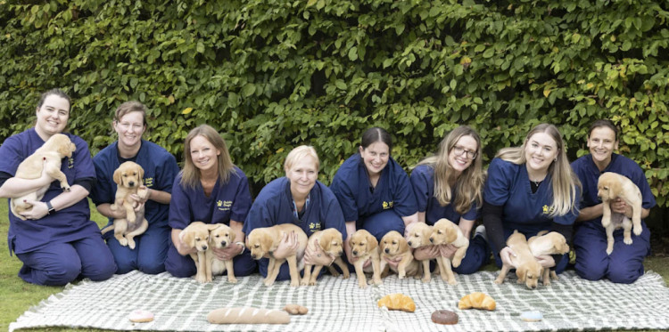Eight staff members at the National Centre kneel on green checked picnic blankets in a line, holding 13 yellow puppies between them. Bakery soft toys including donuts and croissants lay on the blankets in front of them (image supplied) 