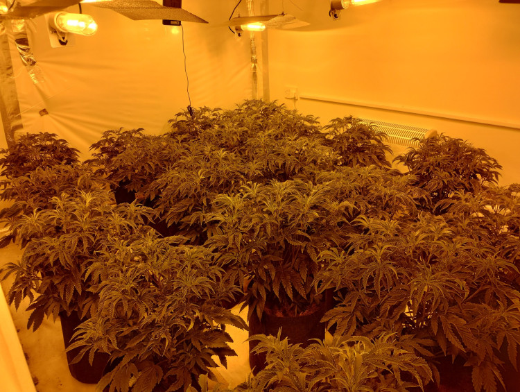 80 plant cannabis growth found in Ashby home (Photo: North West Leicestershire Police)