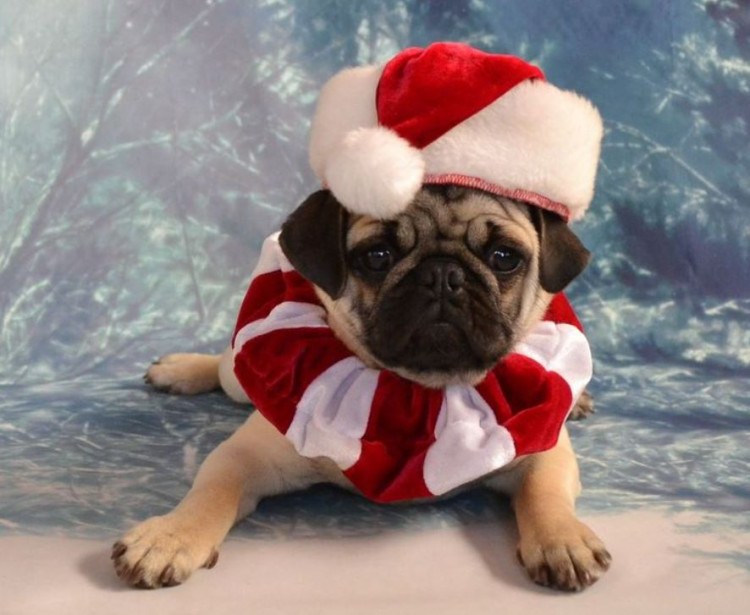 Santa Paws Photobooth Santa Paws Photobooth