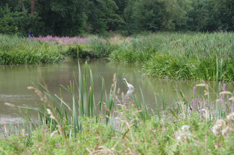 Plans for a joint cycle path in Abbey Fields are moving forward (image by Richard Smith)