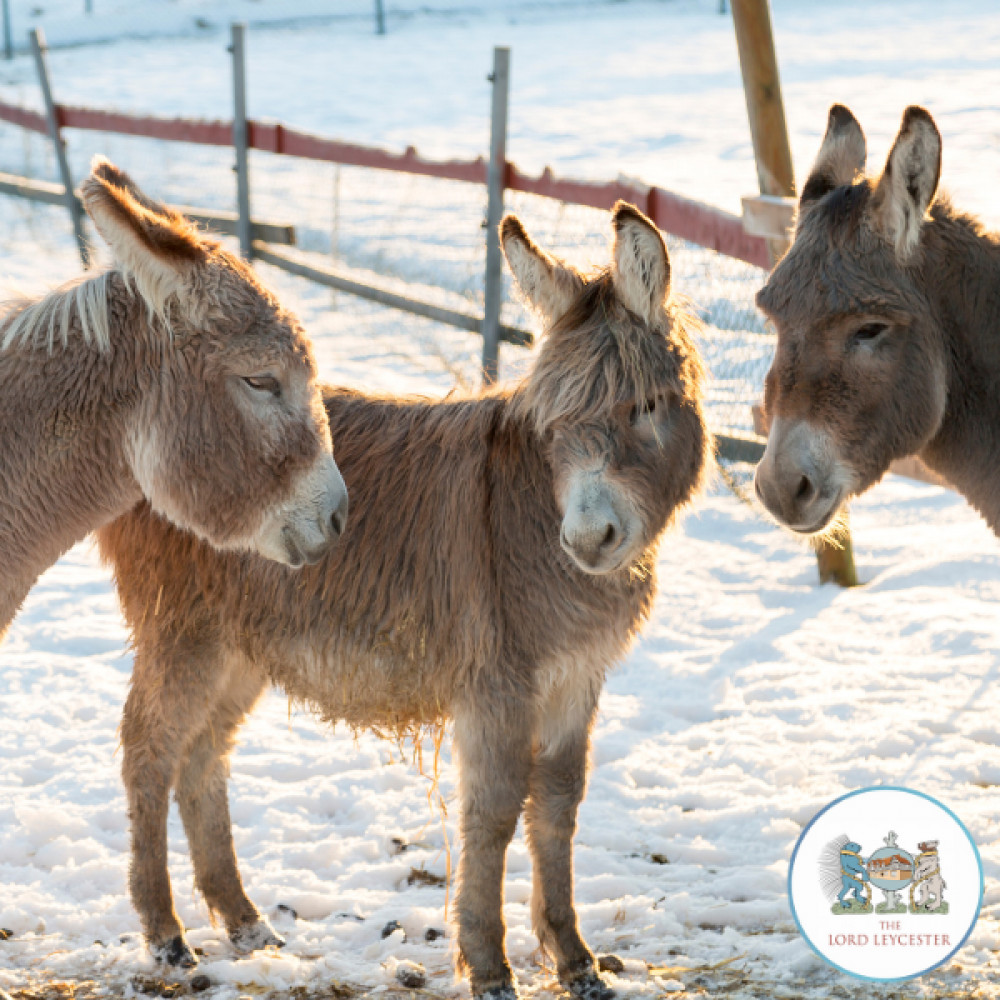 Donkeys In The Courtyard Donkeys In The Courtyard