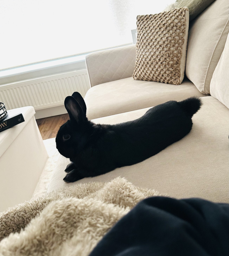 Could you give Nimbus, a beautiful, glossy black, male rabbit a home? (Photo: RSPCA)
