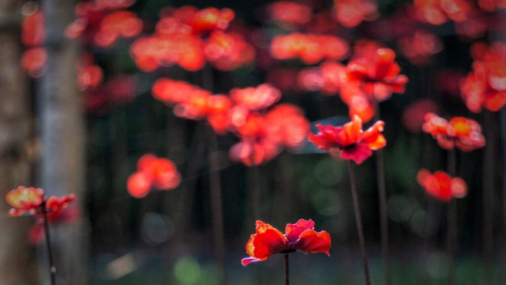 The Bishop’s Palace in Wells will host the 'Somerset Poppies' display from November 6 to November 19, 2025 The Bishop’s Palace in Wells will host the 'Somerset Poppies' display from November 6 to November 19, 2025