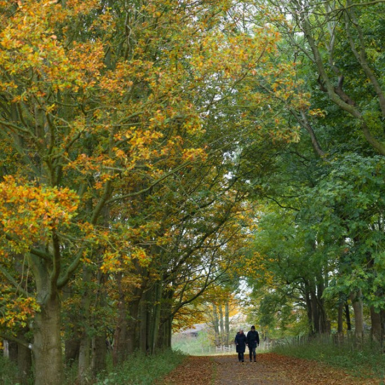 Tree and Winter Tree ID Beginner's Workshop