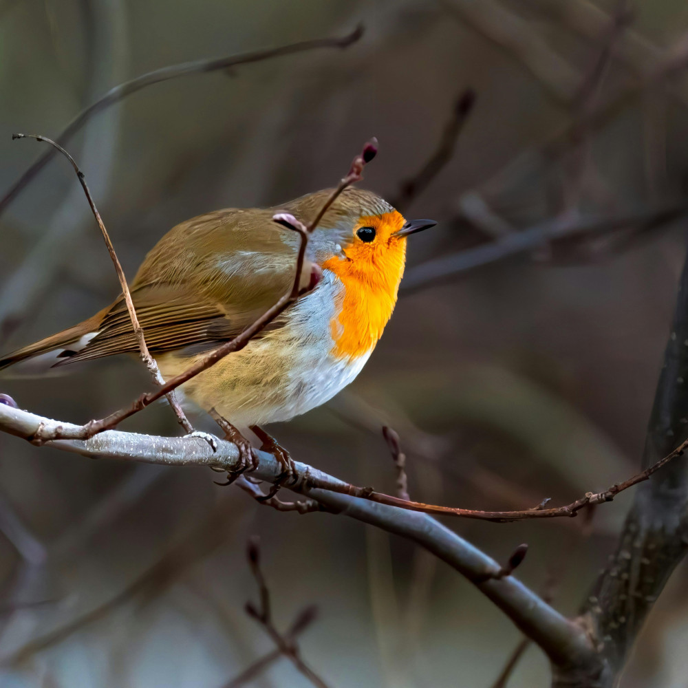 Robin Nest Box Building