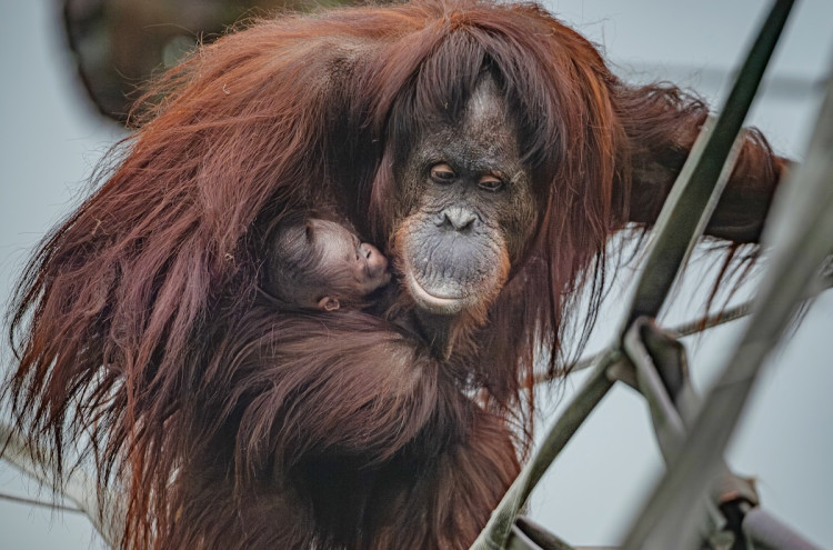 Bornean orangutans are highly threatened in the wild (Image via: Chester Zoo)