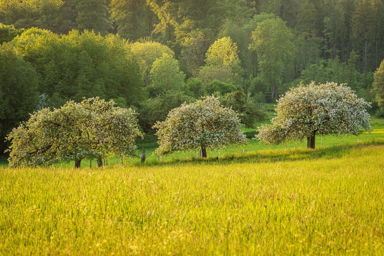 Meadows and Sustainability (Credit Pixabay) Meadows and Sustainability (Credit Pixabay)