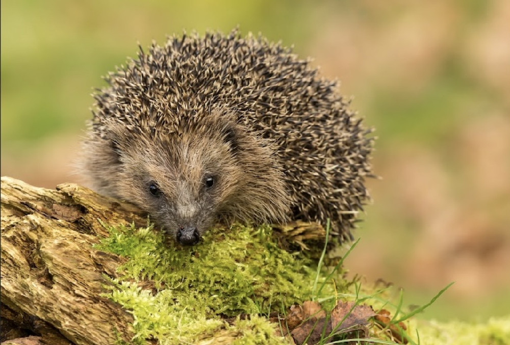 Experts are encouraging people to check bonfires for hedgehogs and other small animals (Image via: Marketing Cheshire) Experts are encouraging people to check bonfires for hedgehogs and other small animals (Image via: Marketing Cheshire)
