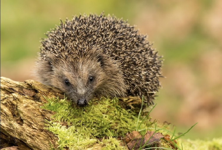 Experts are encouraging people to check bonfires for hedgehogs and other small animals (Image via: Marketing Cheshire) Experts are encouraging people to check bonfires for hedgehogs and other small animals (Image via: Marketing Cheshire)