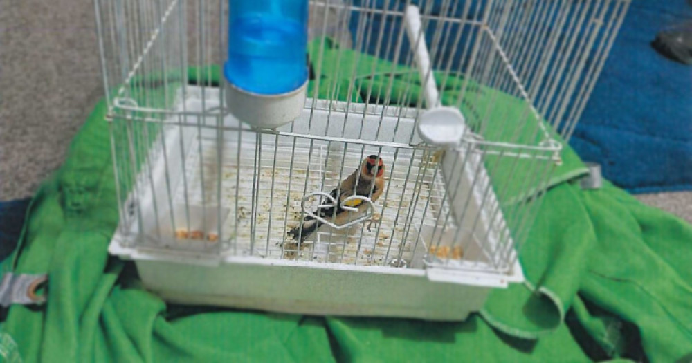 This Goldfinch was checked at Orsett Wildlife Hospital before being released This Goldfinch was checked at Orsett Wildlife Hospital before being released