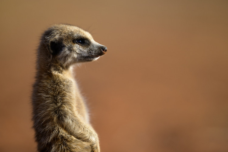 Richmond and Twickenham Photographic Society 