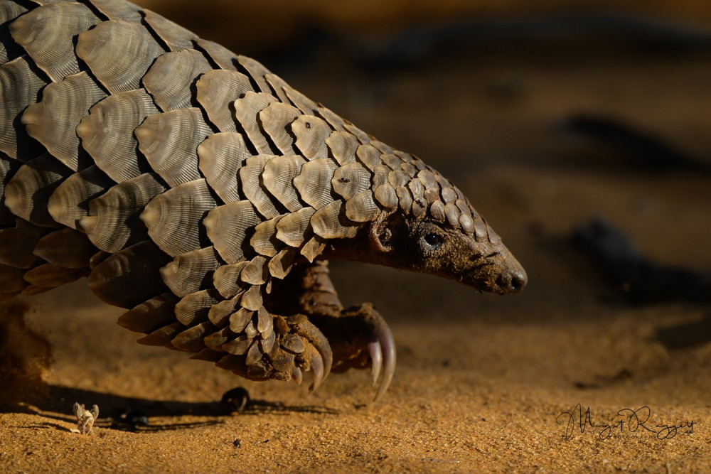 Richmond and Twickenham Photographic Society 