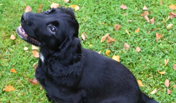 Peppa is to start her training to join the force's dog unit (Credit: Cheshire Police) Peppa is to start her training to join the force's dog unit (Credit: Cheshire Police)