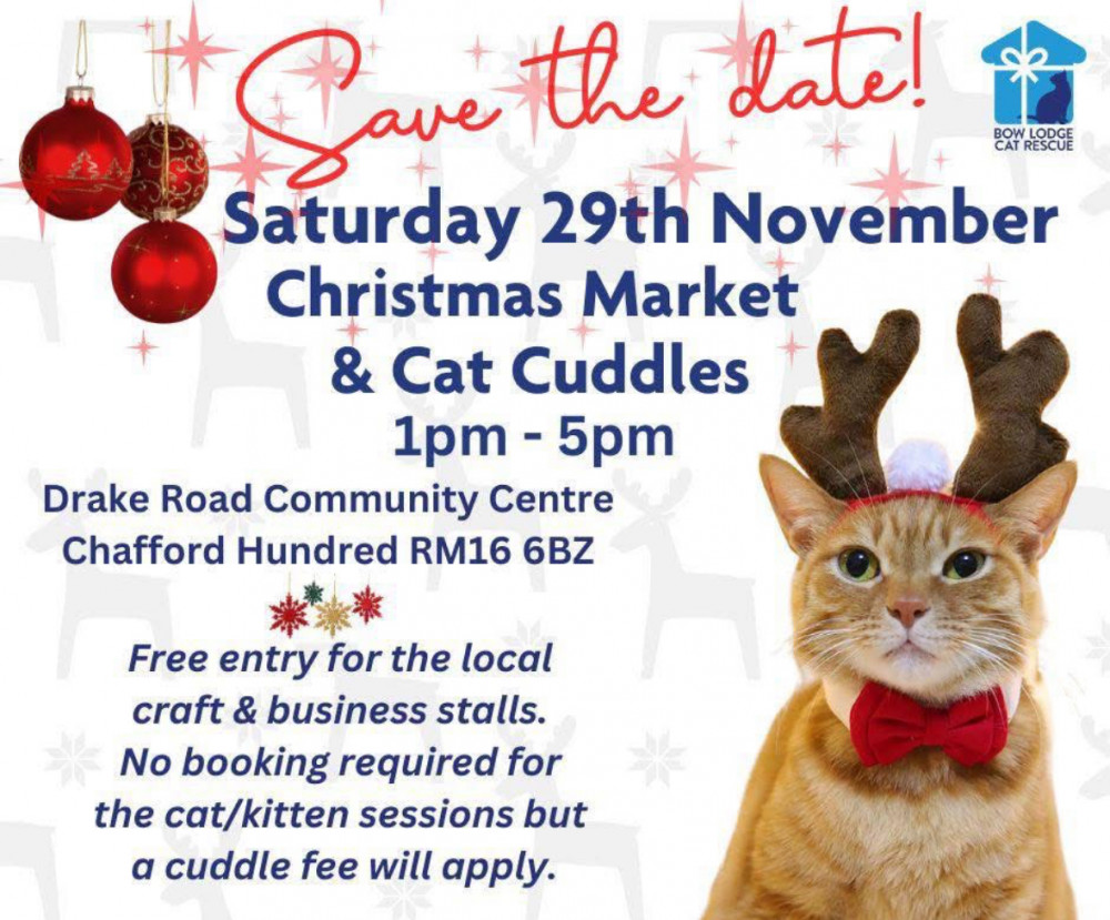 Christmas Market & Cat Cuddles