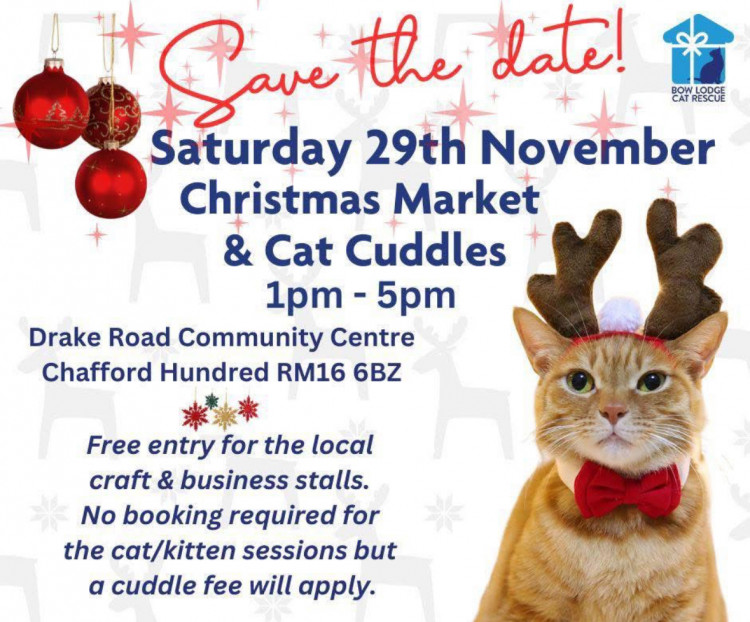 Christmas Market & Cat Cuddles
