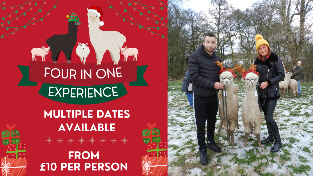 Four in One Festive Farm Fun 