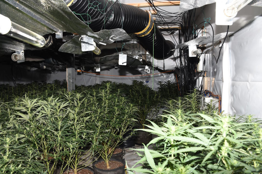 Cannabis plants were grown on an industrial scale. Cannabis plants were grown on an industrial scale.