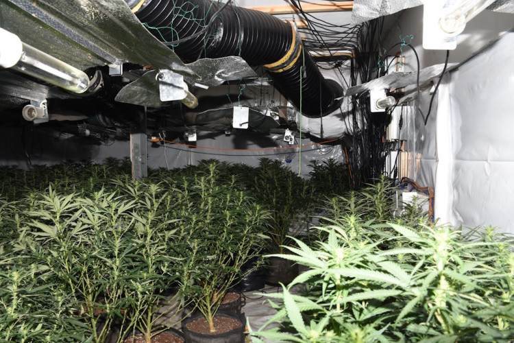 Cannabis plants were grown on an industrial scale. Cannabis plants were grown on an industrial scale.