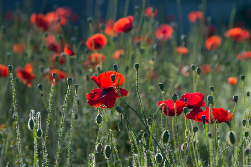A Remembrance Sunday parade in Teddington will start and proceed along the High Street and Broad Street at 10.15am (Credit: Richmond Council))