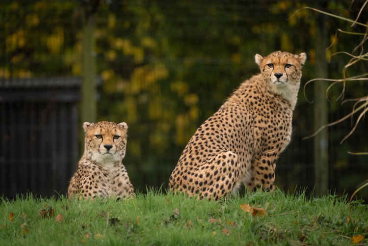 The one-year-old siblings have travelled from Yorkshire Wildlife Park (Image via: Chester Zoo)