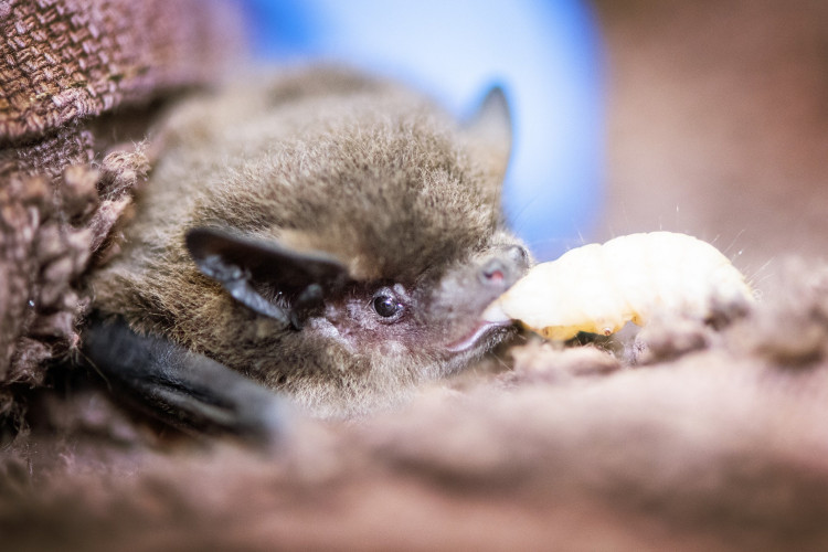 The Pipistrelle recovered thanks to the care of South Essex Wildlife Hospital