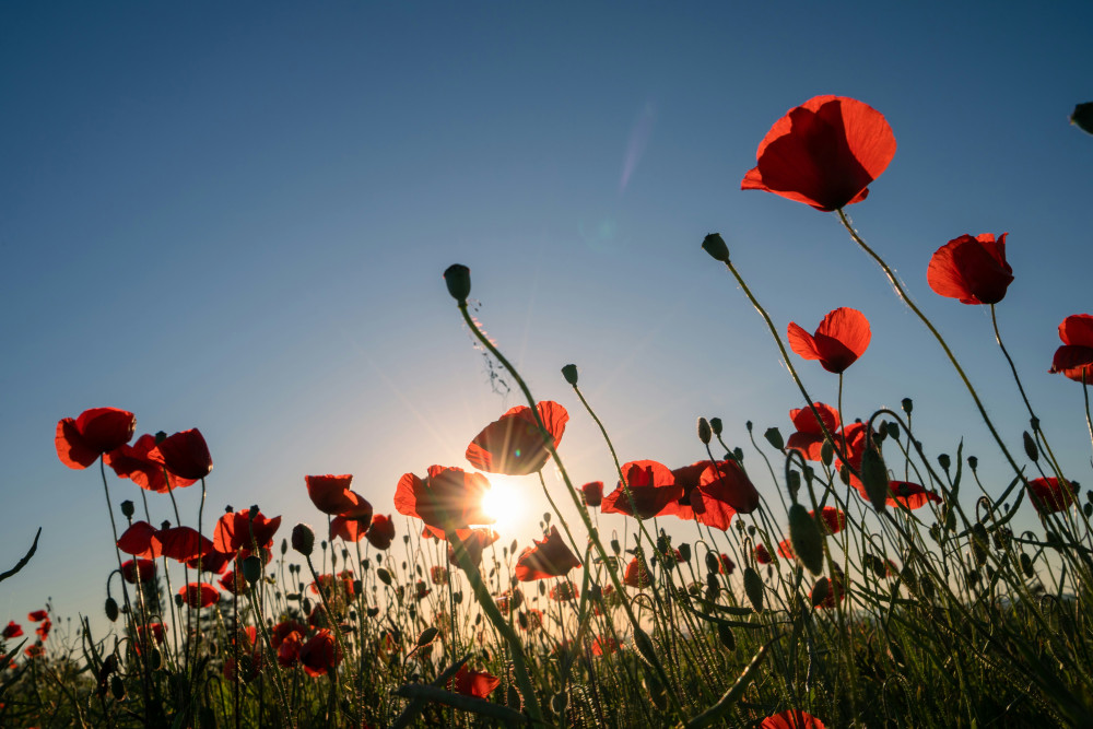 Residents are invited to attend local Remembrance Day services across Twickenham (credit: Pascal Debrunner/Unsplash).