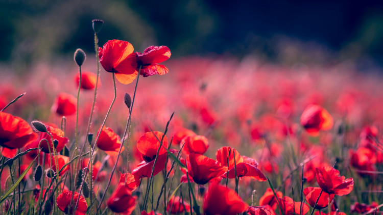Residents are invited to attend local Remembrance Day services across Richmond (credit: RoonZ nl/Unsplash).