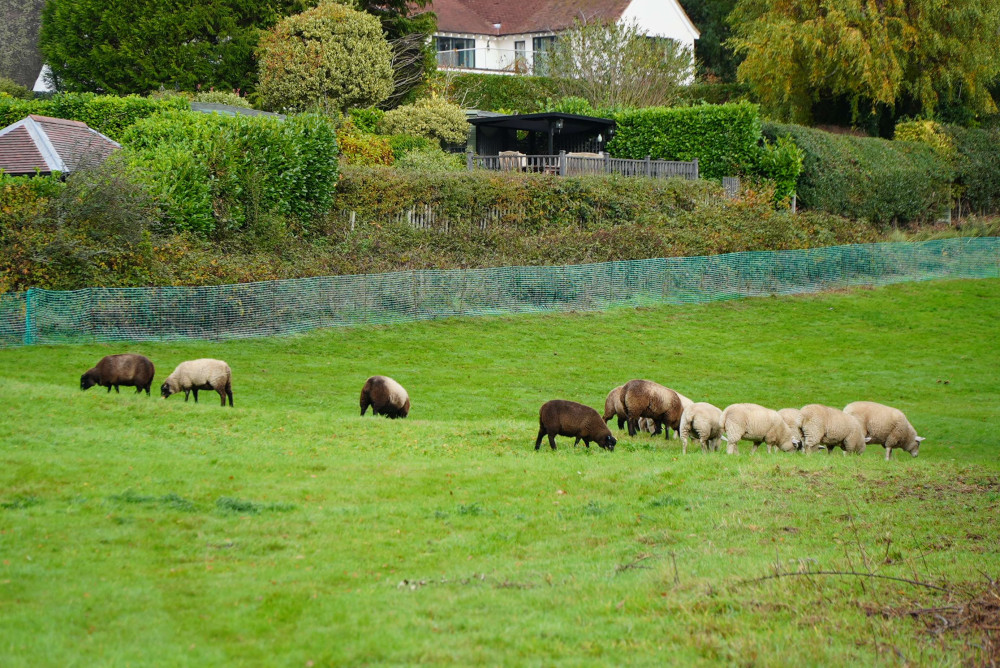 Sheep have been grazing the meadow area in Abbey Fields (image via Warwick District Council)