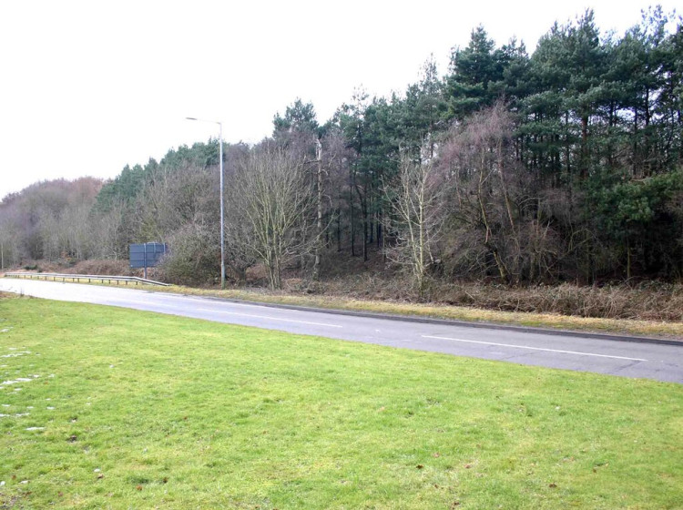 Trees could be cut back at Bullimore Wood (image via David P Howard)