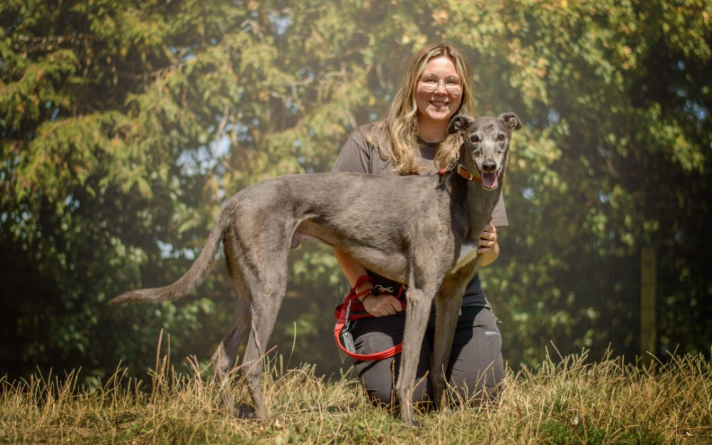 Perseus, the six-year-old ex-racing Greyhound, is looking for a foster carer (image via Dogs Trust)