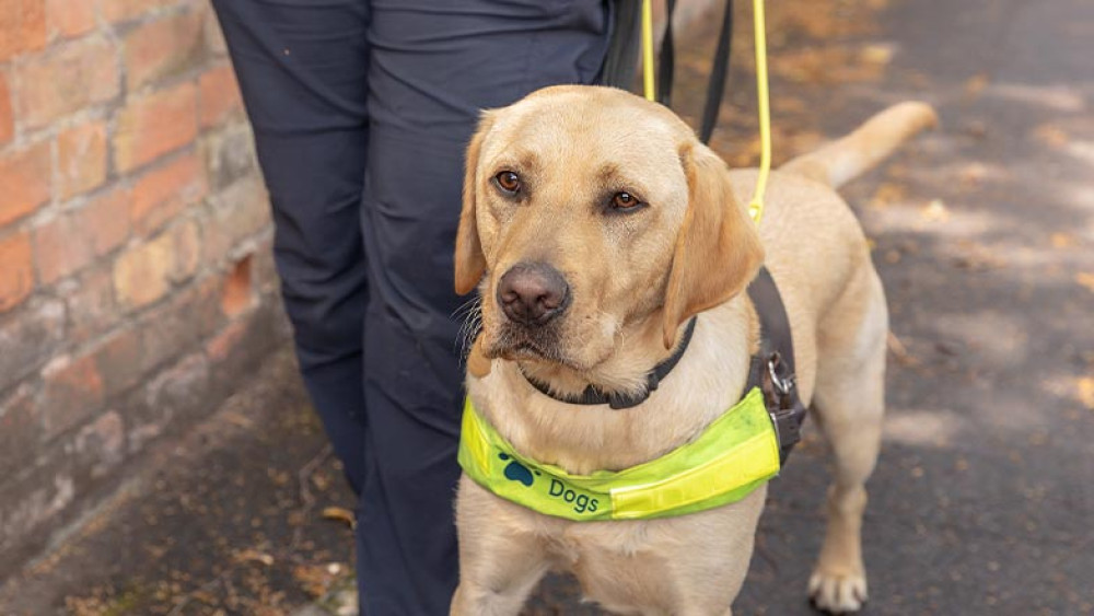 Accessible Wells invites the community to a Guide Dog fundraiser on Saturday. 