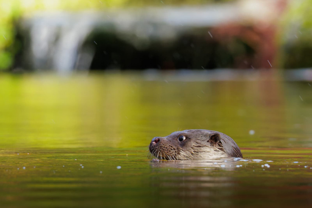 Otter in Kilver Court ponds © Ian Harris, courtesy of Kilver Court