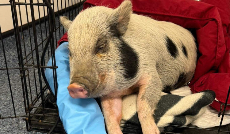 Wright and Morten Vets have shared the result of a recent operation (Credit: Wright & Morten Vets)