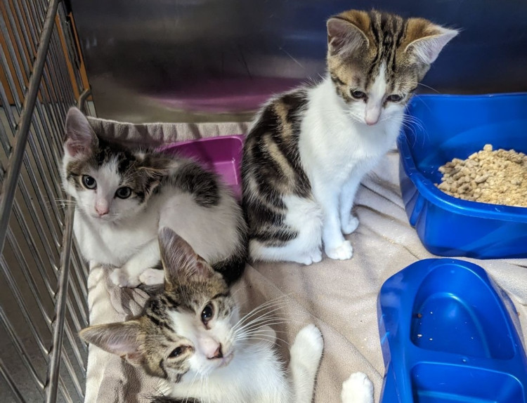 A cat and these three kittens were found abandoned in a pet carrier on the edge of a car park in Cheshire East last year (Credit: RSPCA)