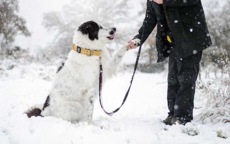Christmas is coming to Dogs Trust Kenilworth (Image via Dogs Trust)