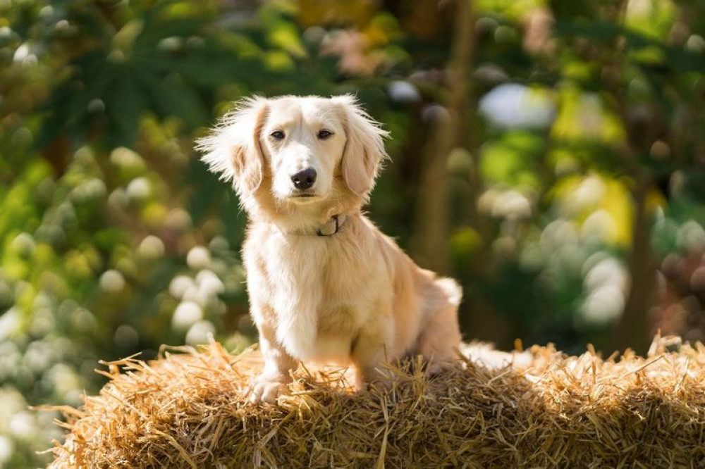 Street’s Clarks Village named UK’s most dog‑friendly shopping centre for a second year after winning the DogFriendly Awards 2025