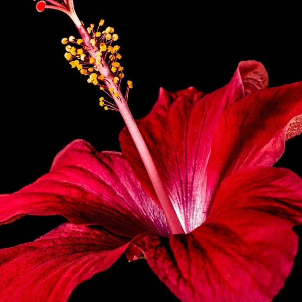 Botanical Art - Beginners course