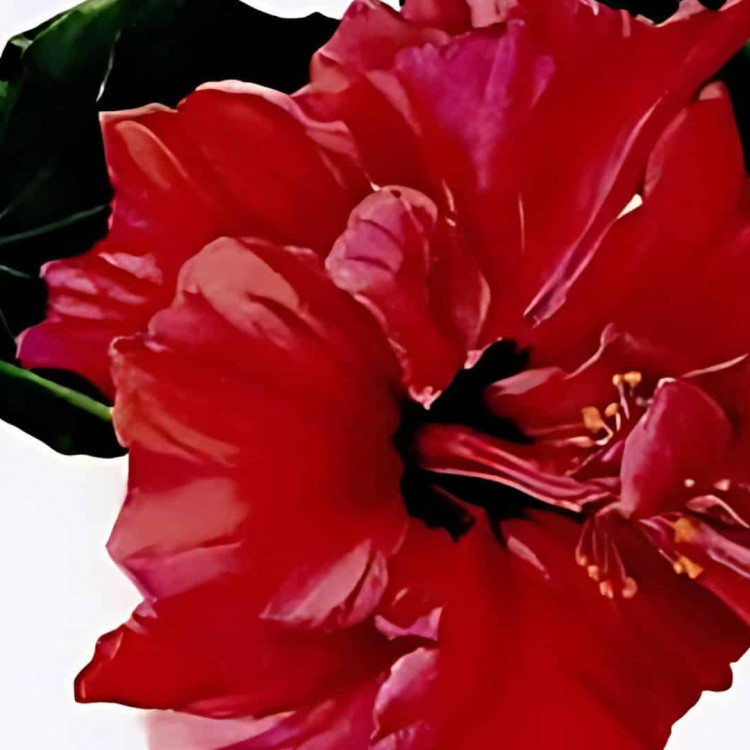 Botanical Art course - Intermediate and Advanced