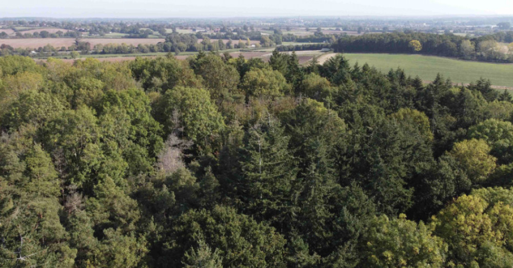 Warwick District to plant around nine thousand of trees for new habitats during Nation Tree Week (image via WDC) 