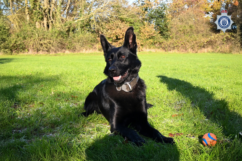 On her very first night shift, PD Vienna helped to locate and detain two males (Image via: Cheshire Constabulary)