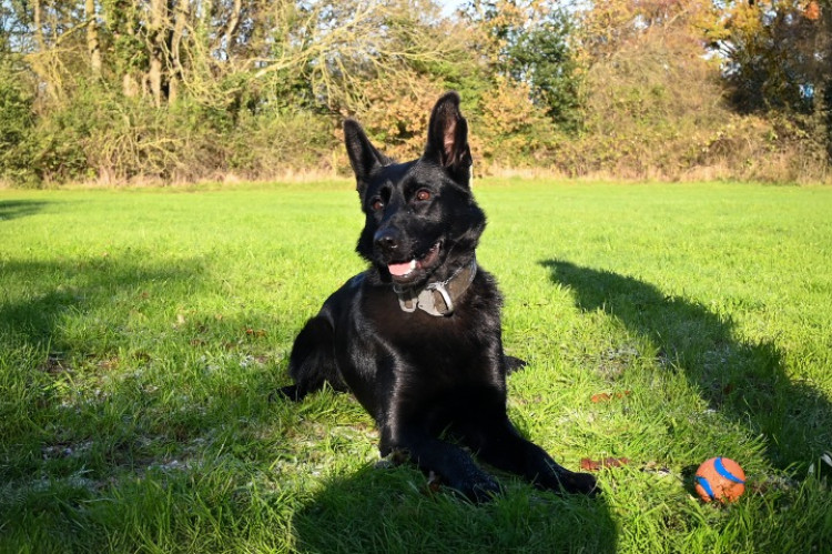On her very first night shift, PD Vienna helped to locate and detain two males (Credit: Cheshire Police)